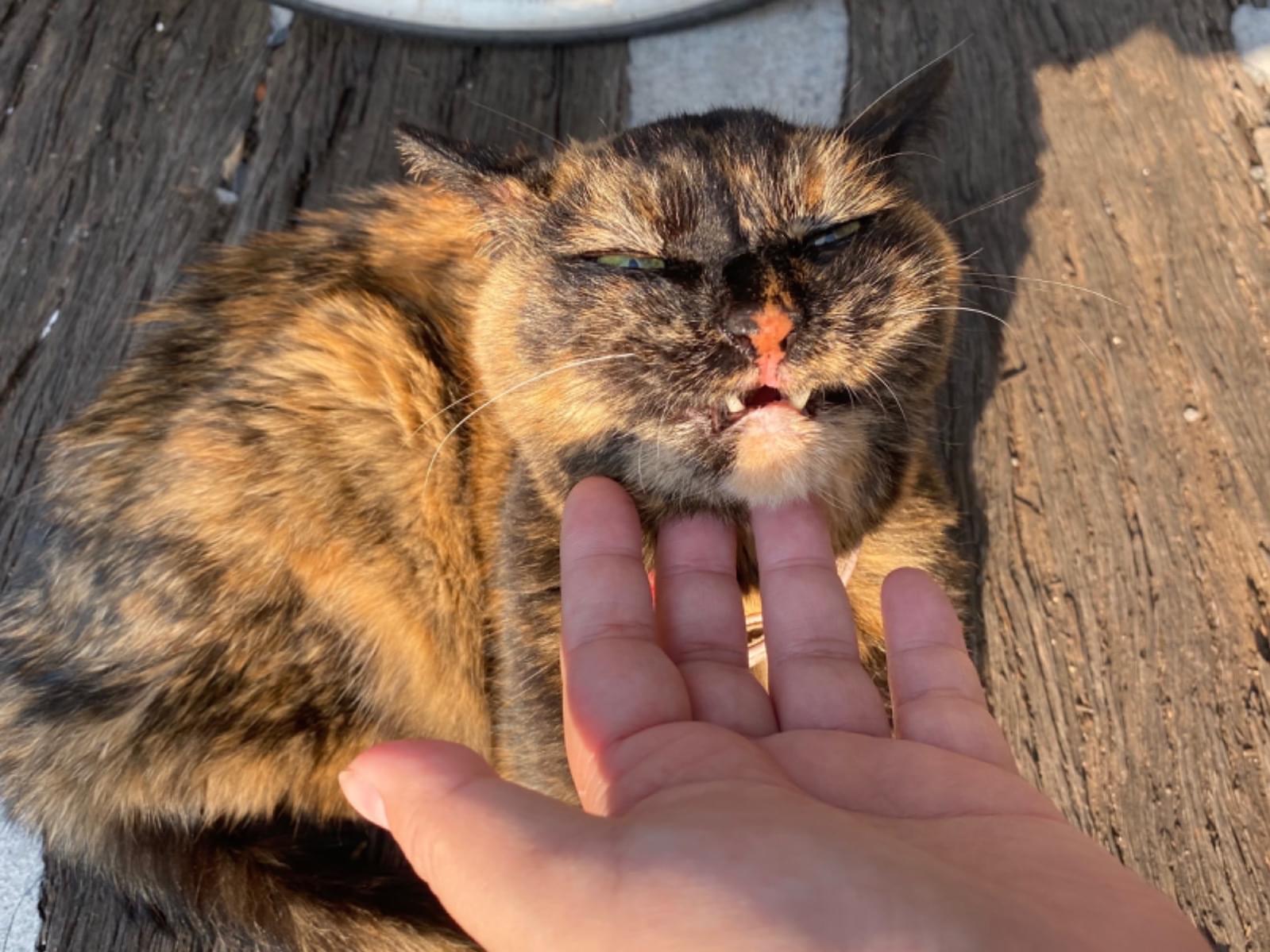 目撃された猫 目撃された猫