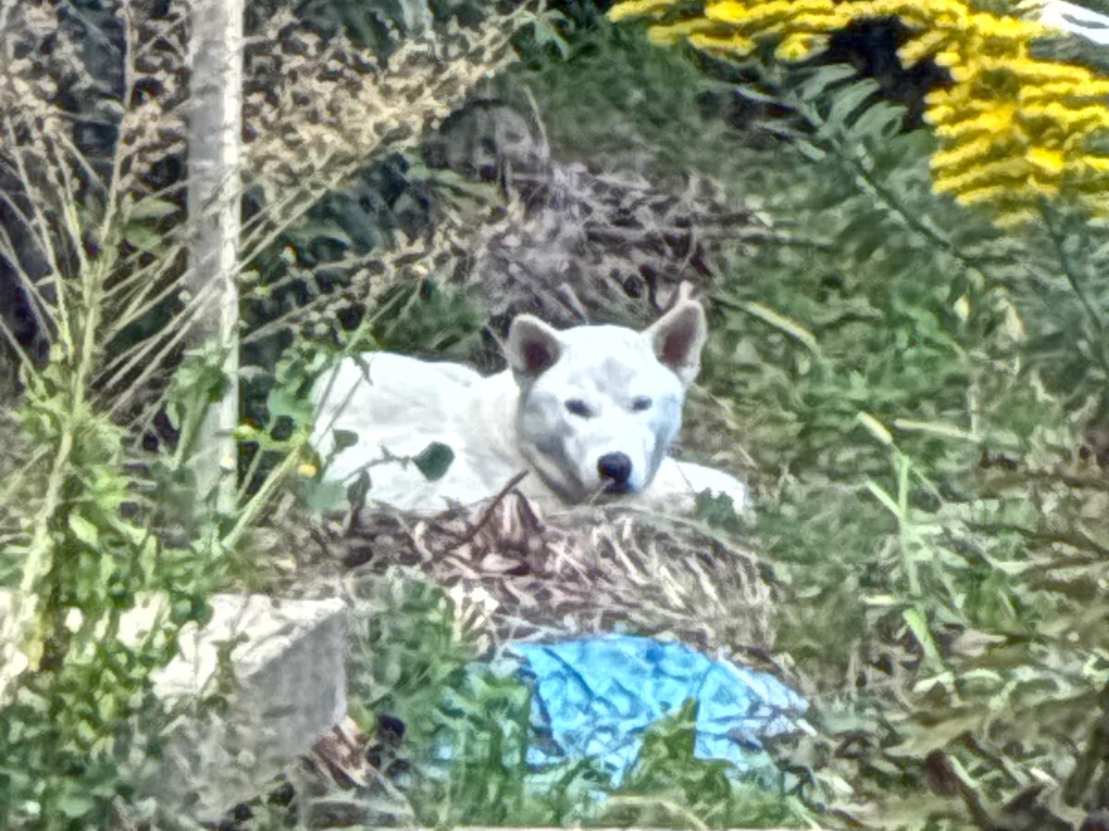 目撃された犬
