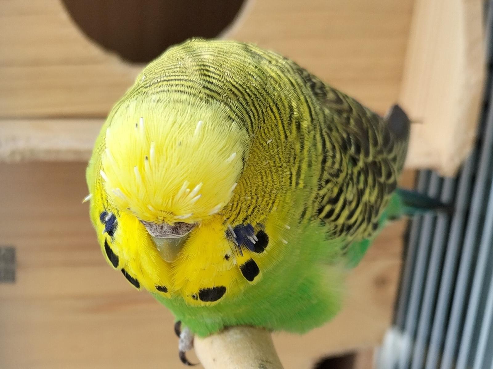 やよいちゃん やよいちゃん