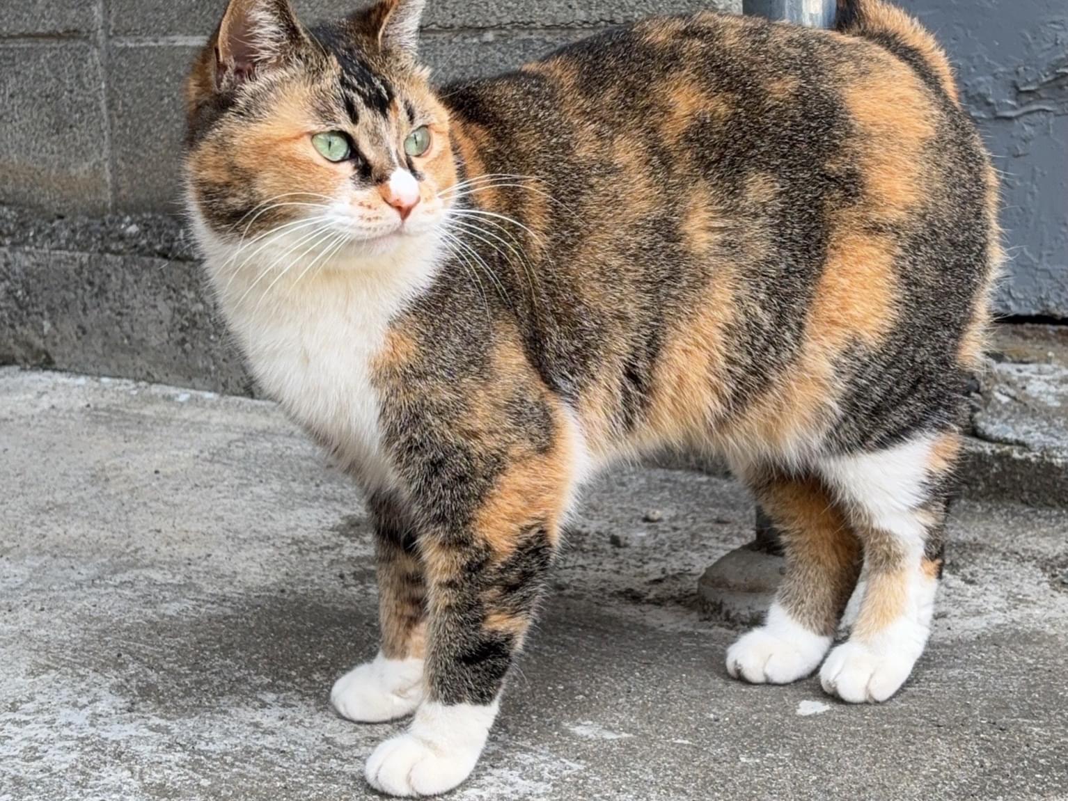 ミロクちゃん ミロクちゃん