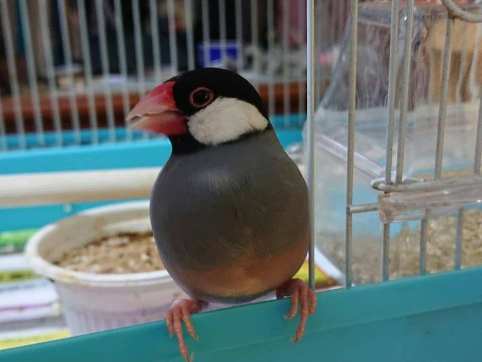 文吉ちゃん 文吉ちゃん