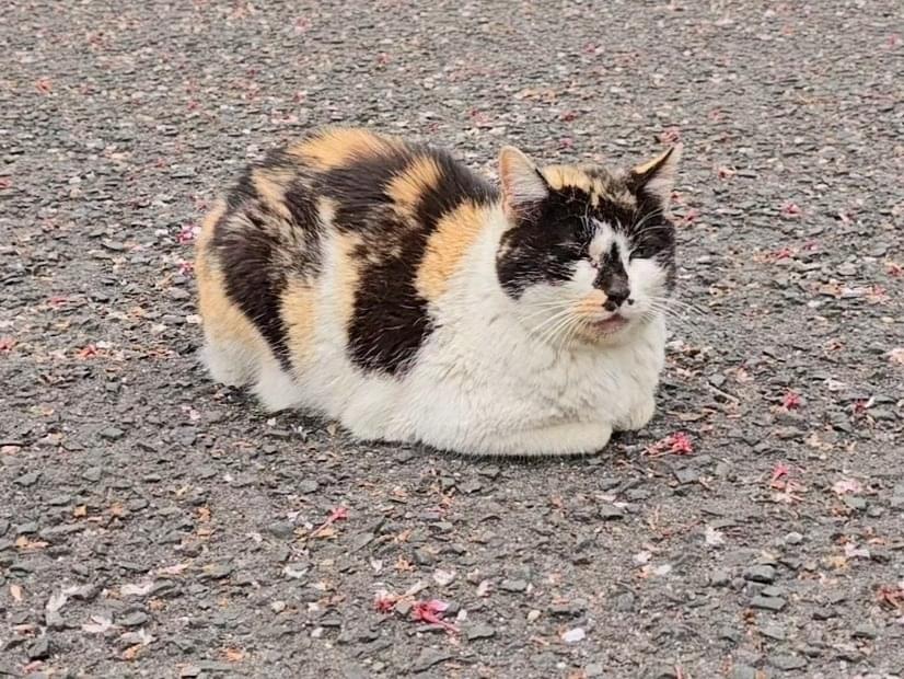 目撃された猫 目撃された猫