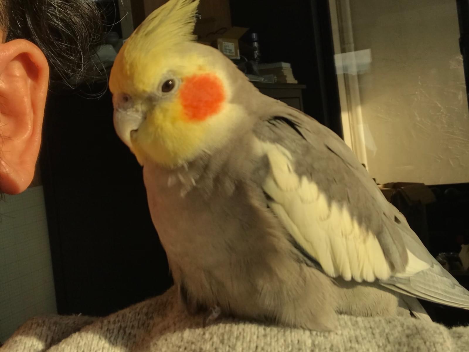 おうじろうちゃん おうじろうちゃん