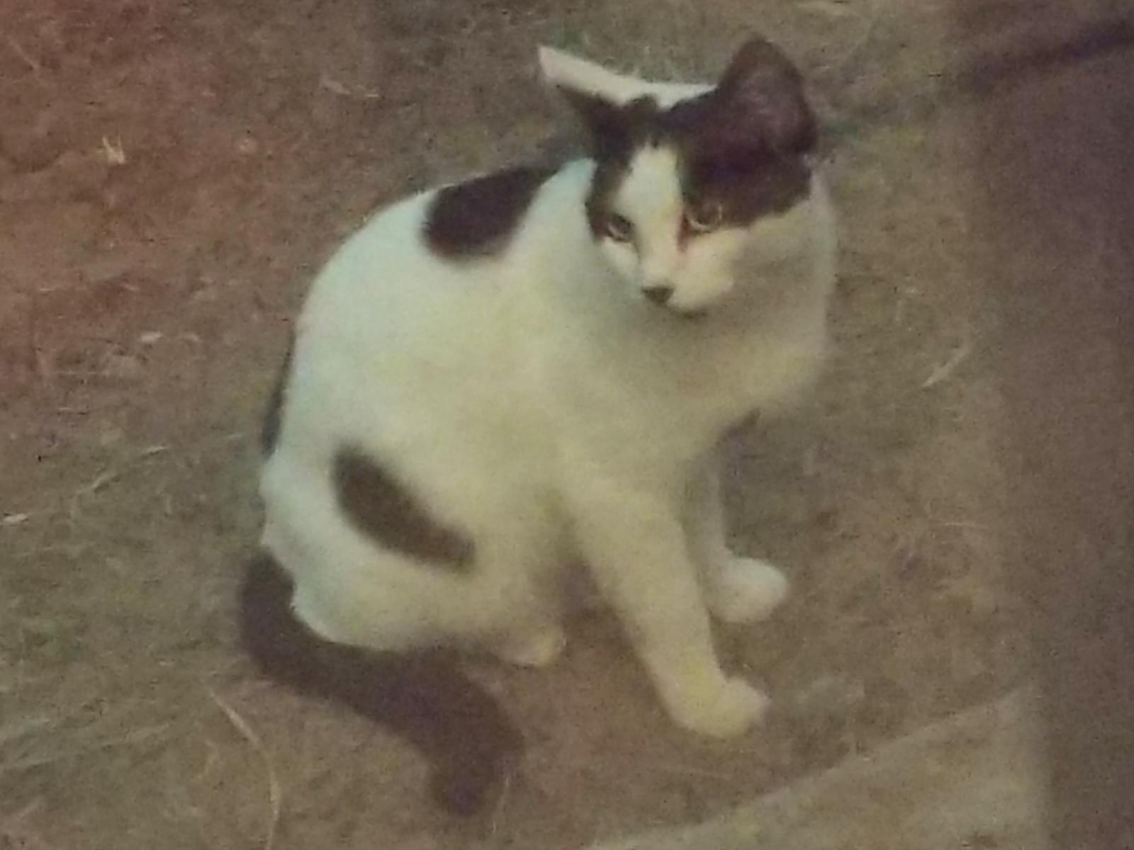 目撃された猫 目撃された猫