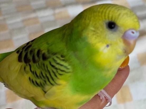 ピヨチャンちゃん ピヨチャンちゃん