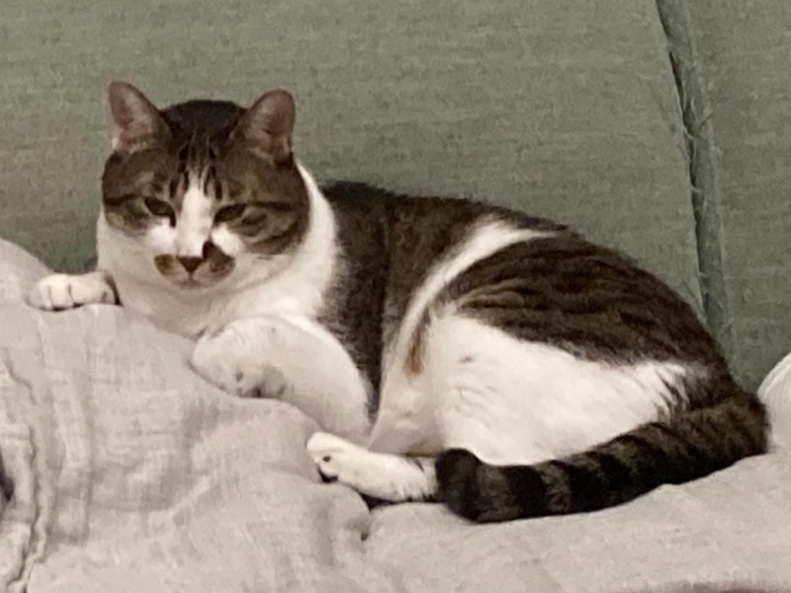 だいふくちゃん