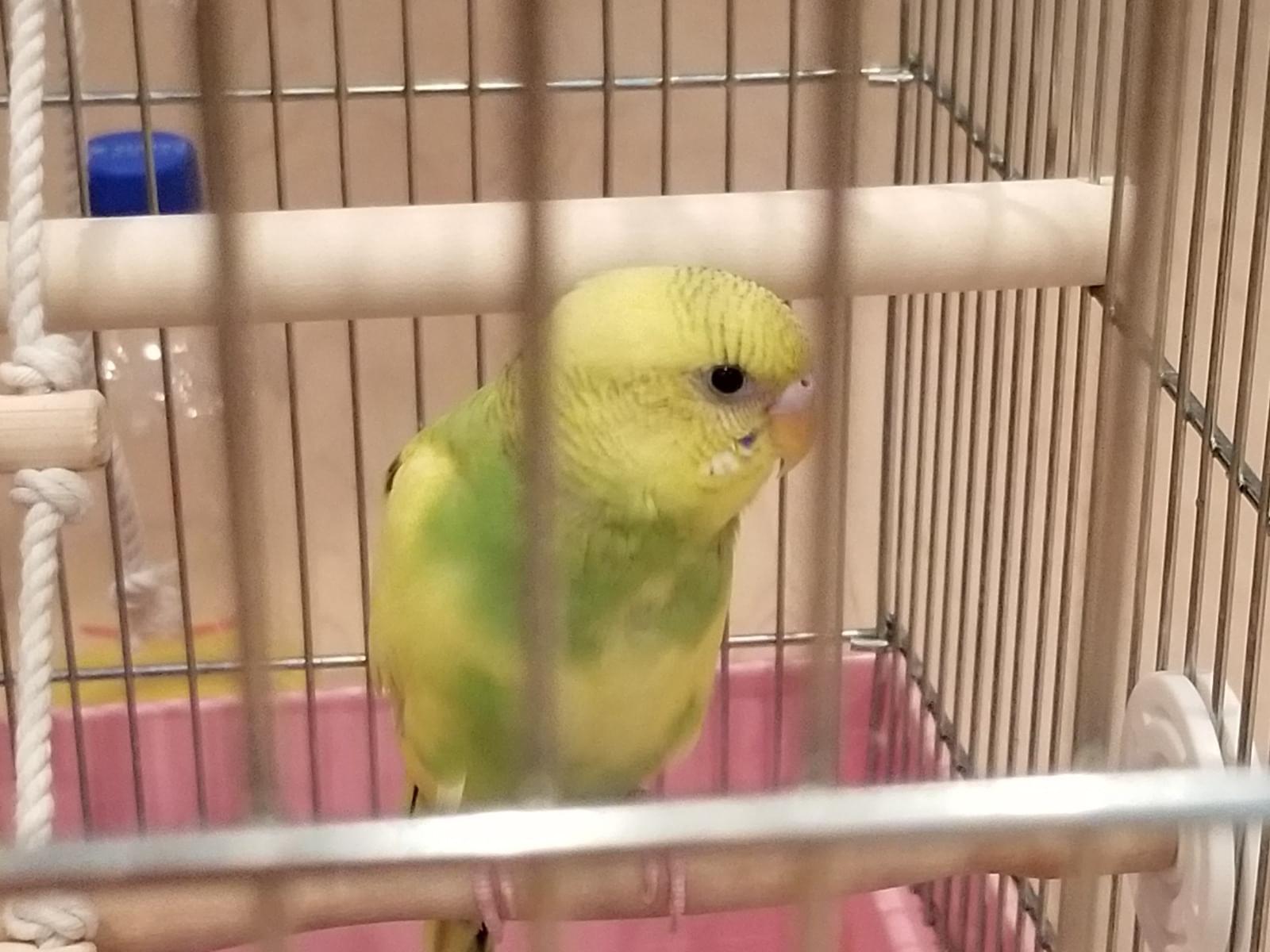 カイちゃん カイちゃん