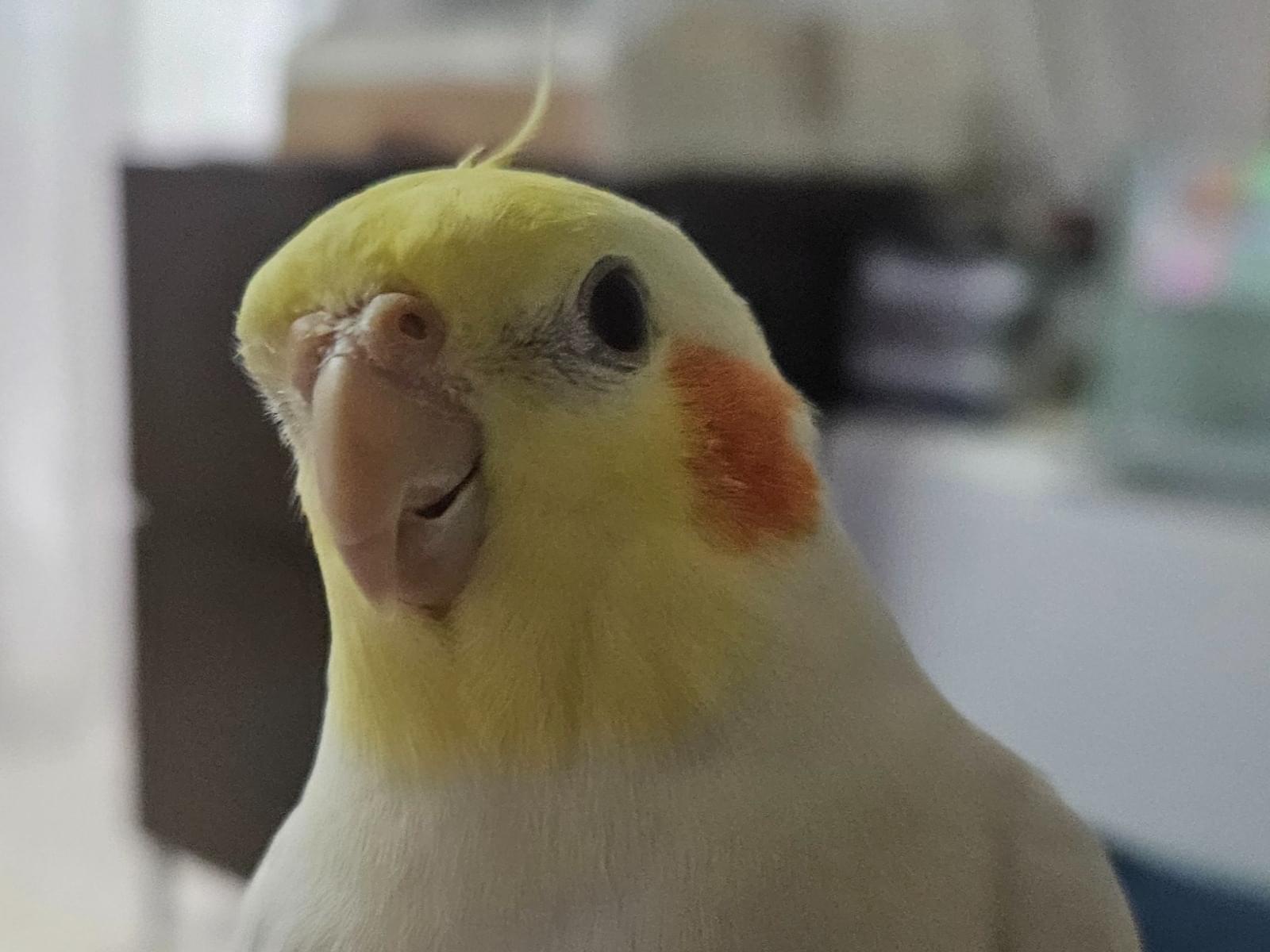 ルーちゃん ルーちゃん