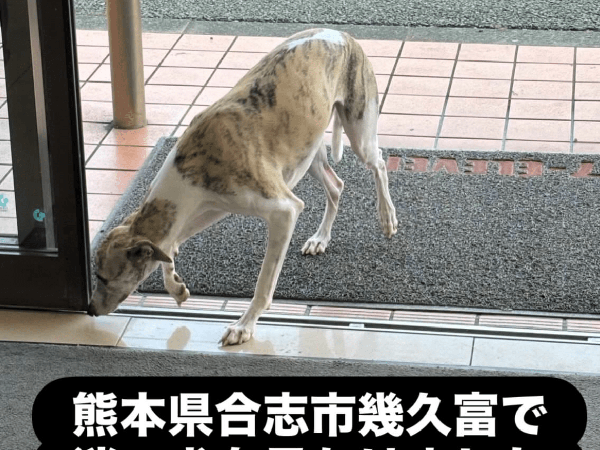 目撃された犬 目撃された犬