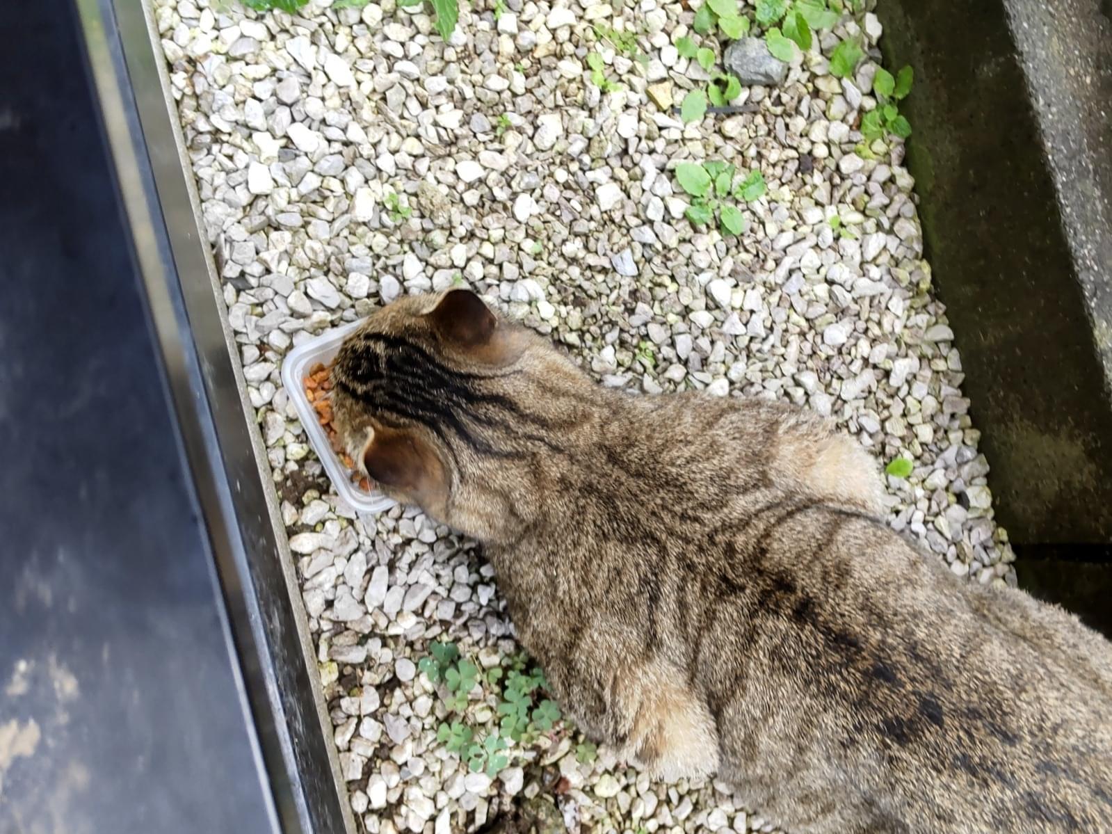 目撃された猫 目撃された猫