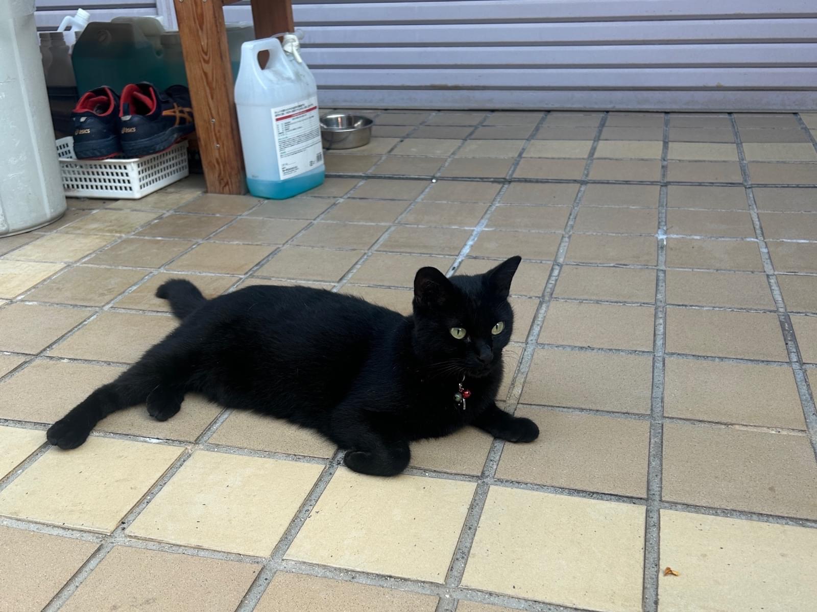 目撃された猫 目撃された猫