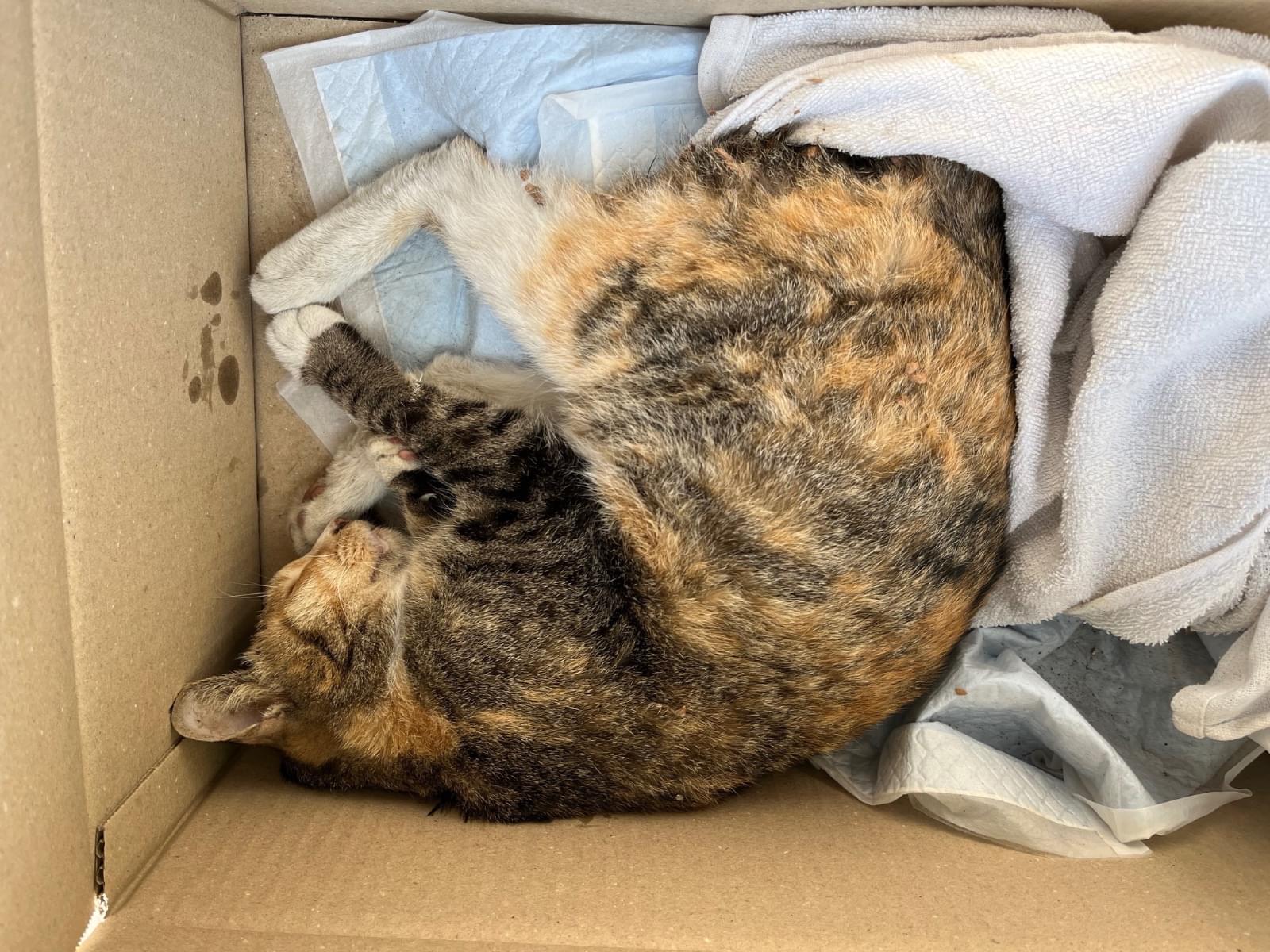 保護された猫 保護された猫