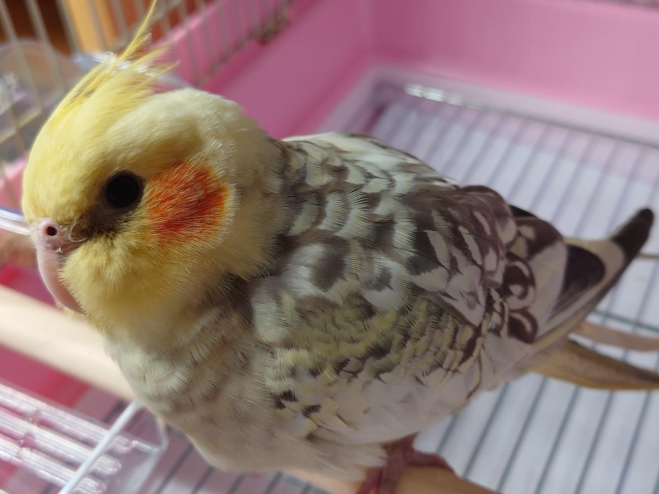 保護された鳥 保護された鳥
