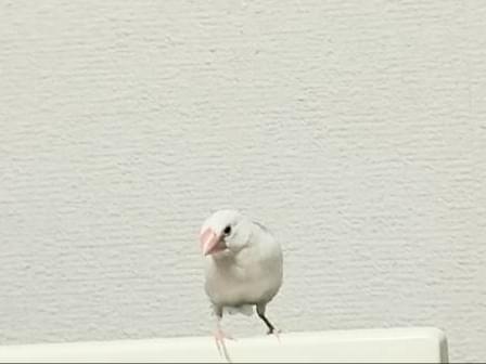 チュン太郎ちゃん チュン太郎ちゃん