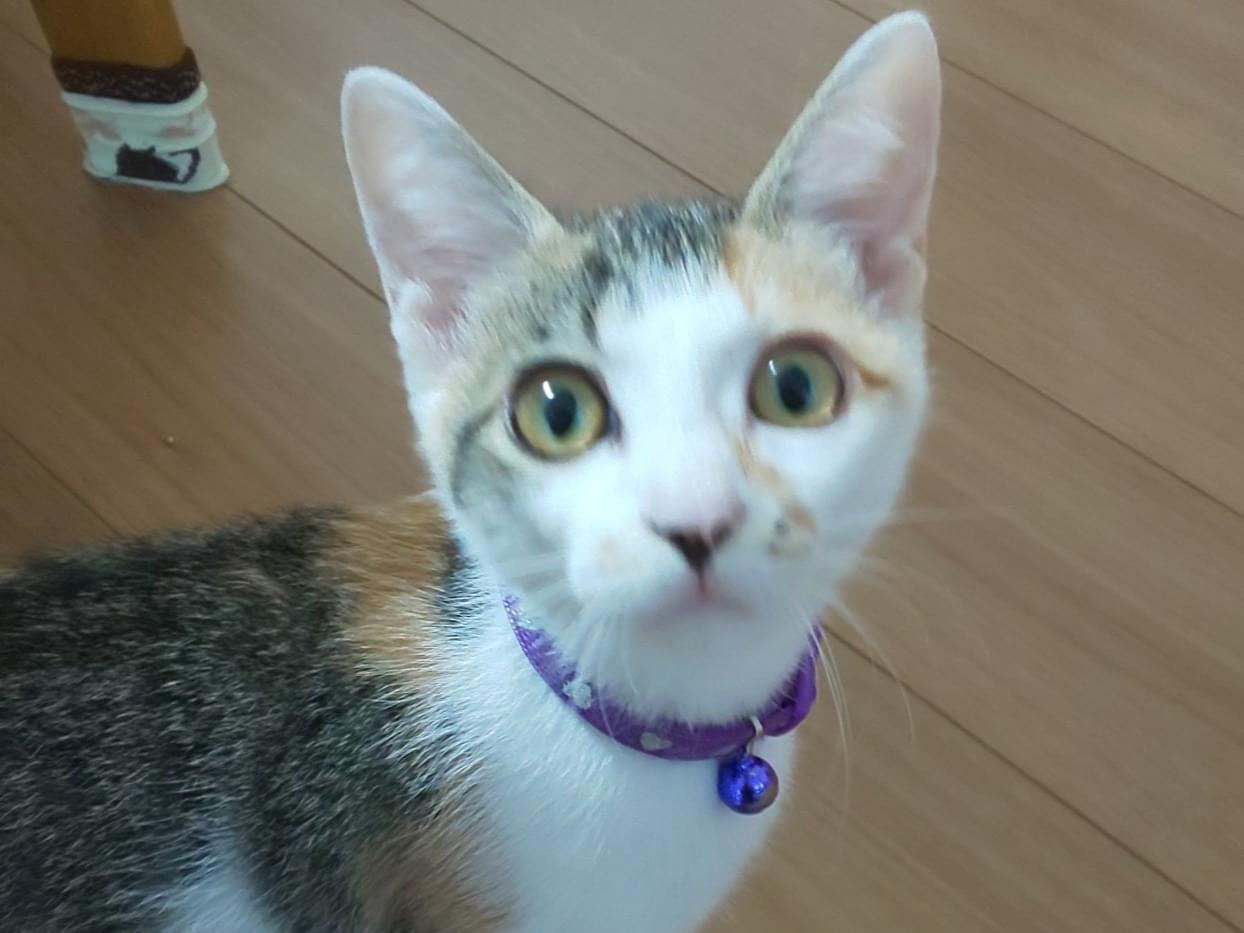ナツちゃん ナツちゃん