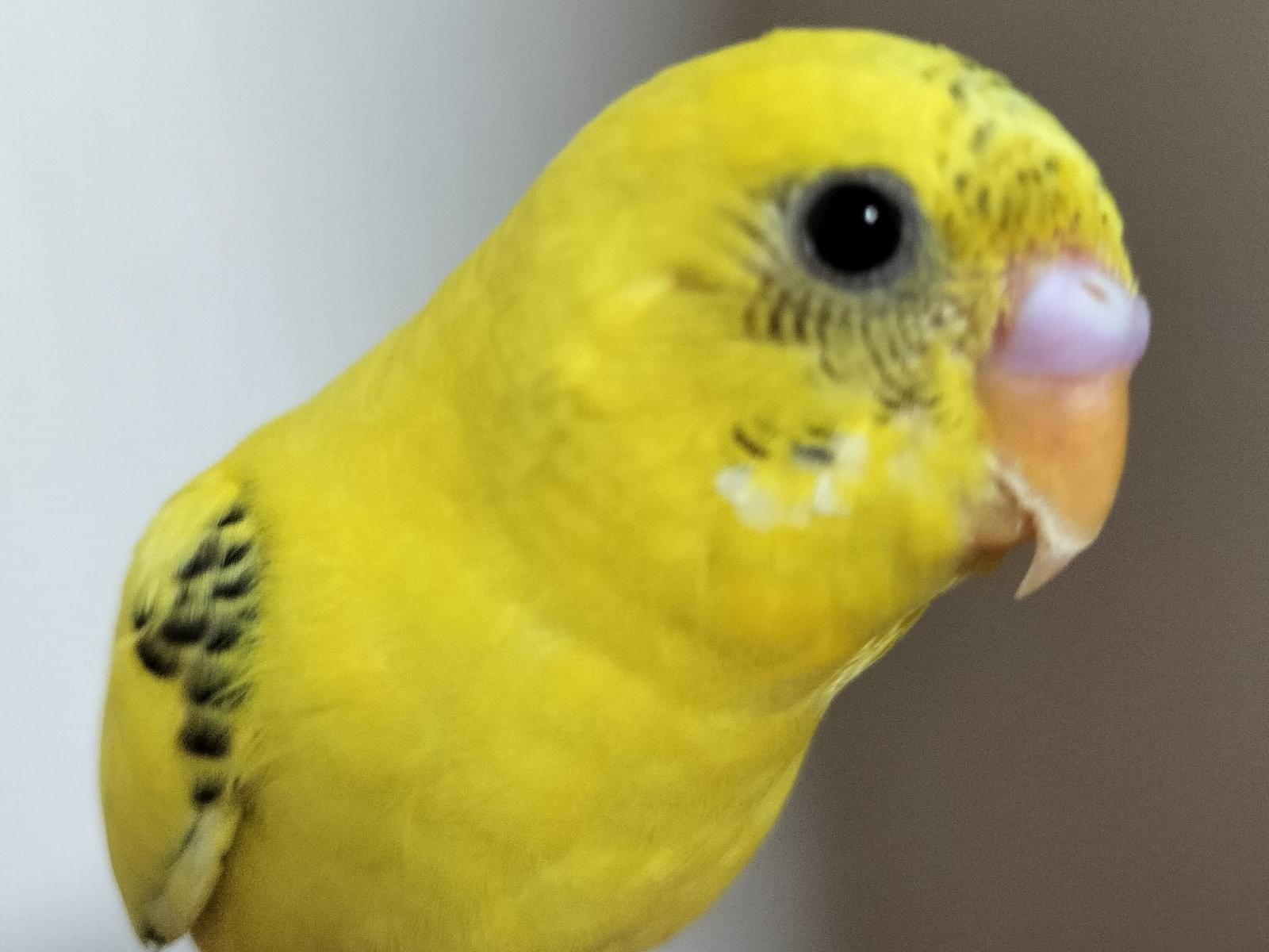 やきちゃん やきちゃん