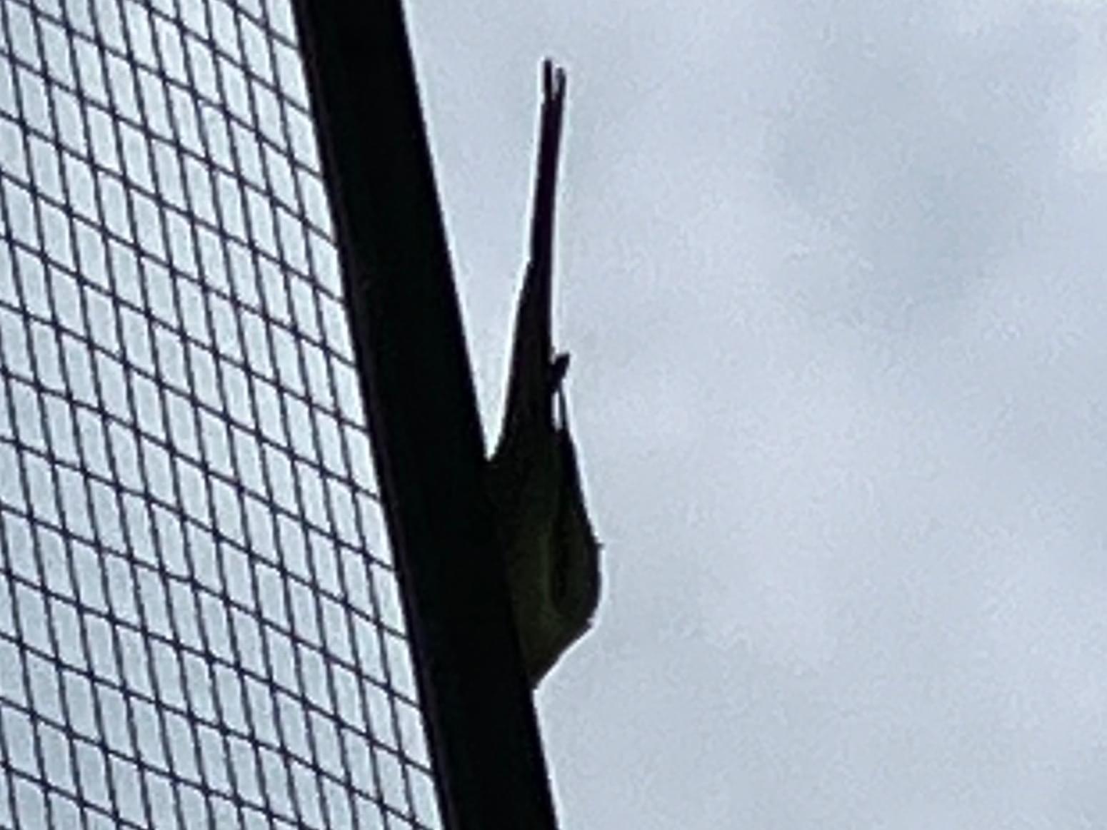 目撃された鳥 目撃された鳥