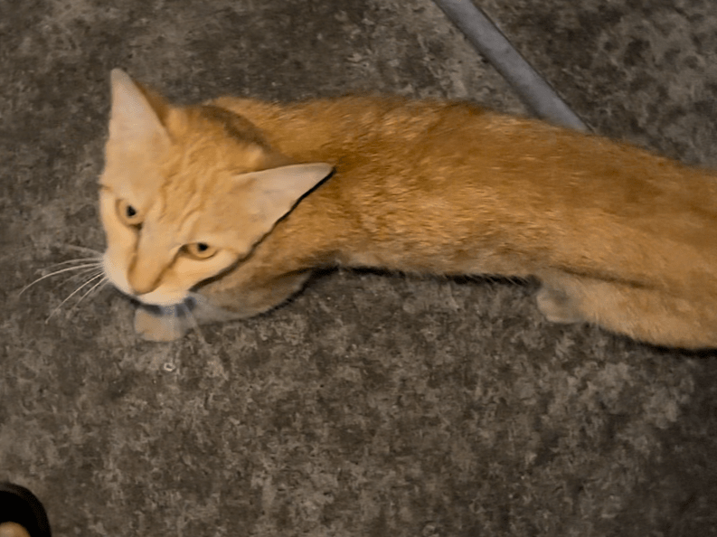 目撃された猫 目撃された猫