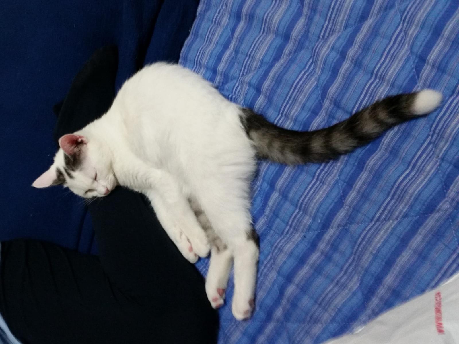 なるこちゃん