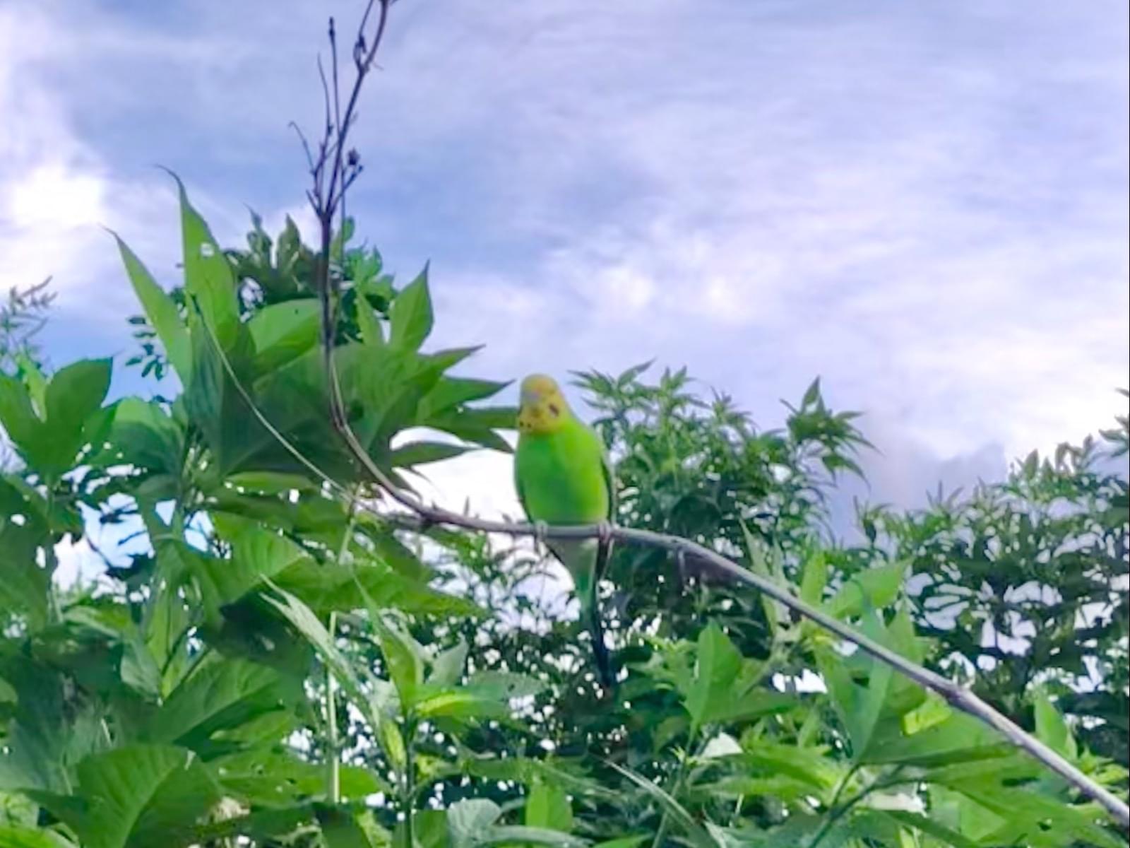 目撃された鳥 目撃された鳥