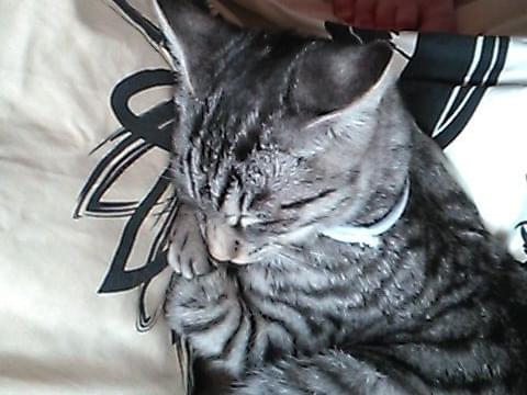 保護された猫 保護された猫