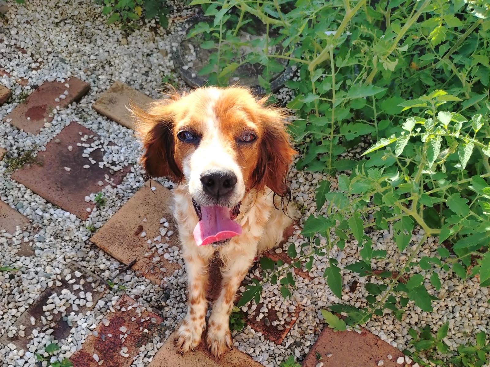 保護された犬 保護された犬