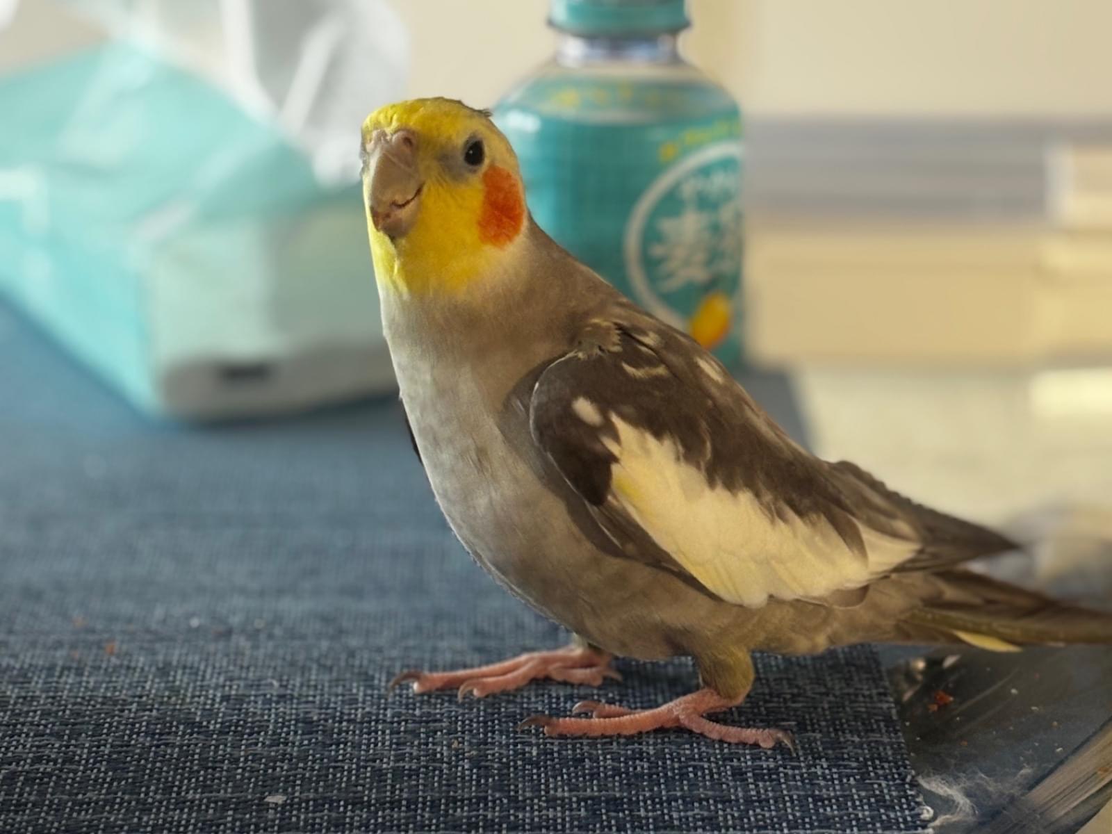 ルナちゃん ルナちゃん