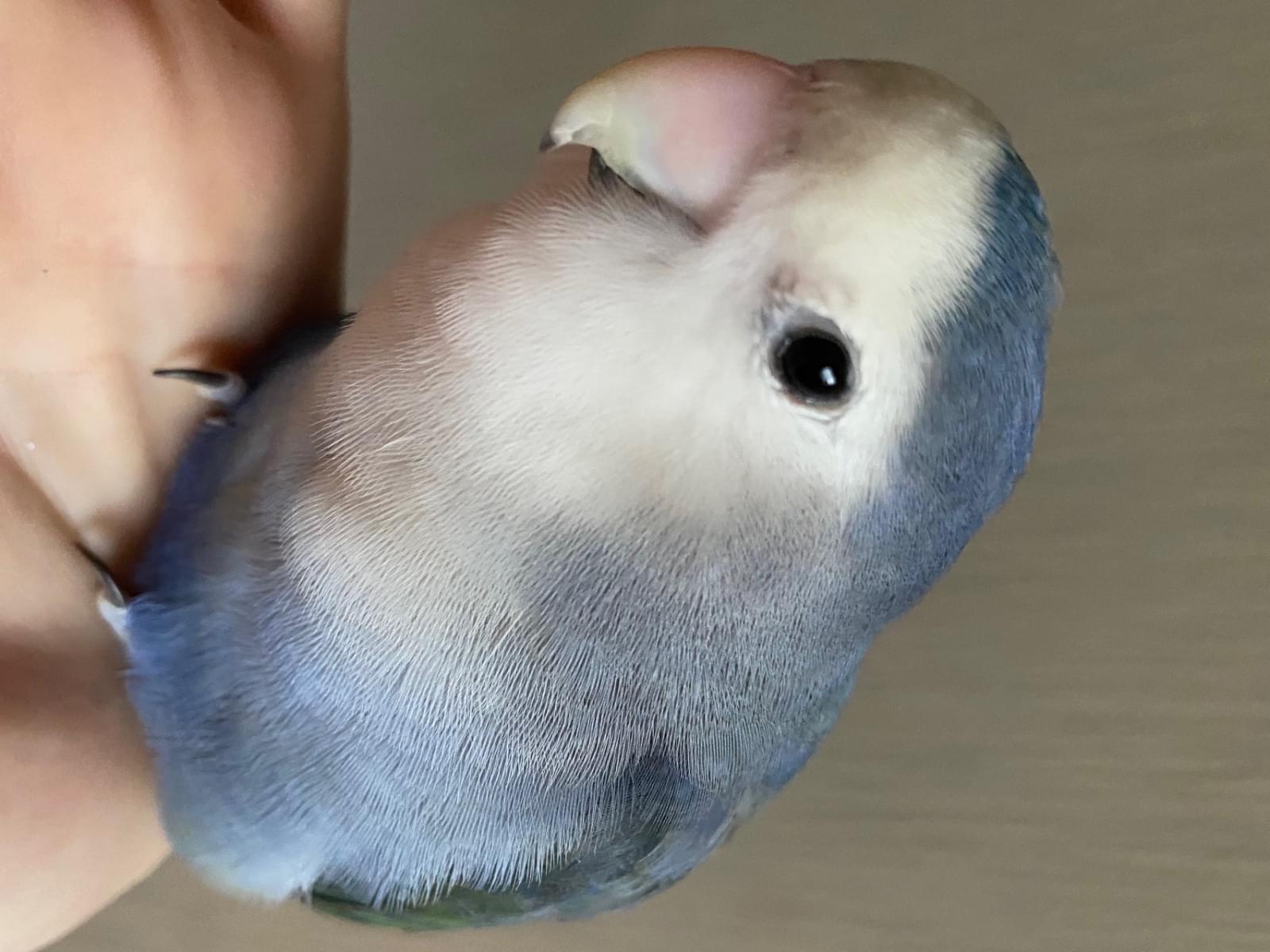 るりちゃん るりちゃん