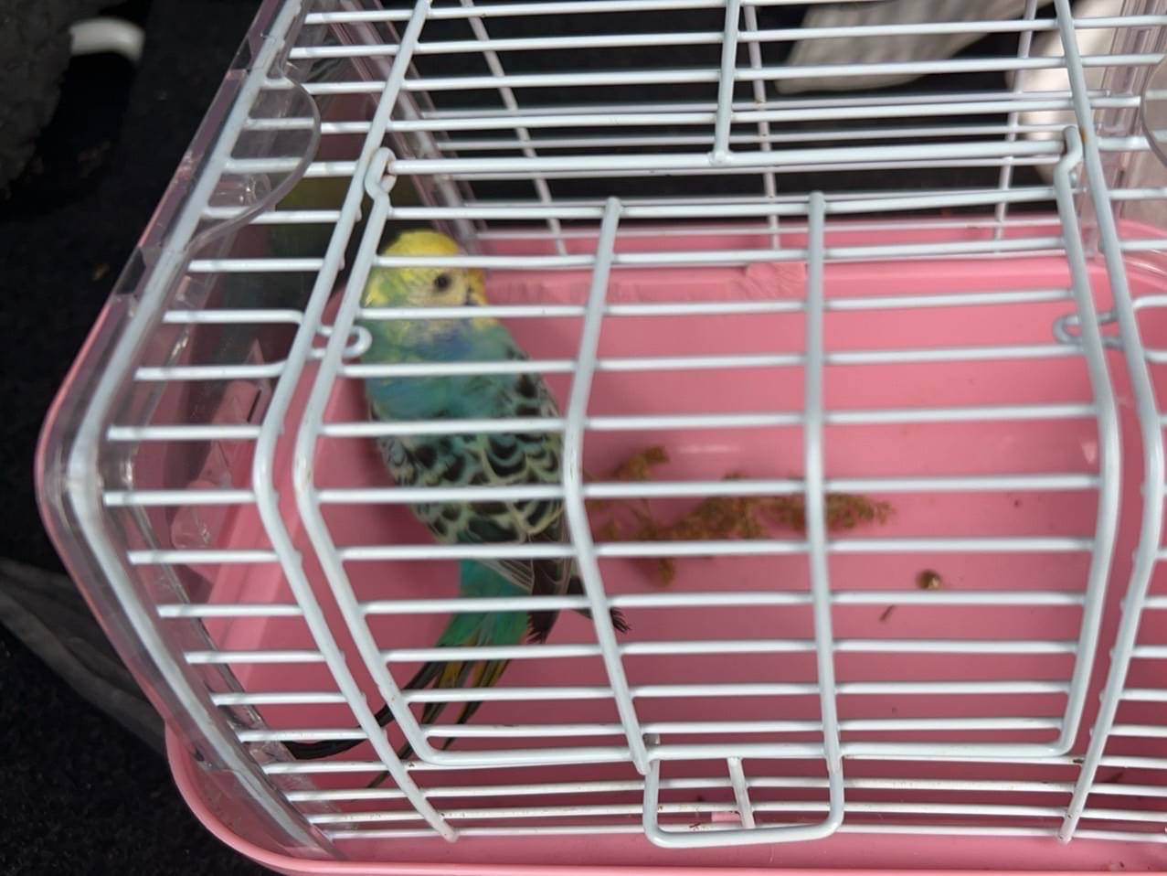 保護された鳥 保護された鳥