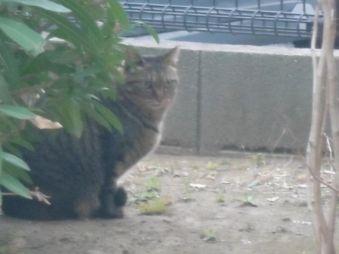 目撃された猫 目撃された猫