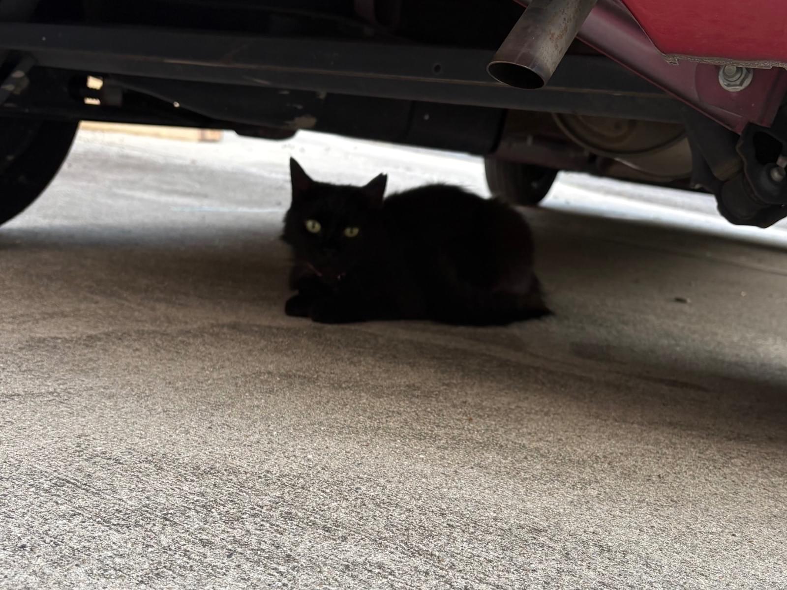 目撃された猫 目撃された猫