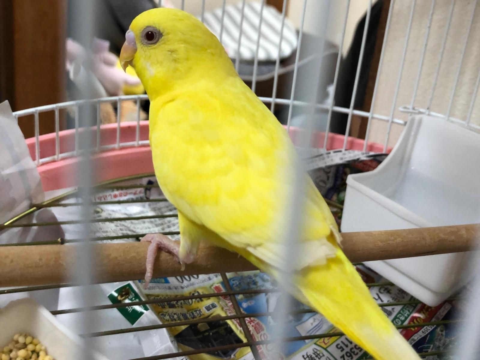 呼んでも反応ないですちゃん 呼んでも反応ないですちゃん