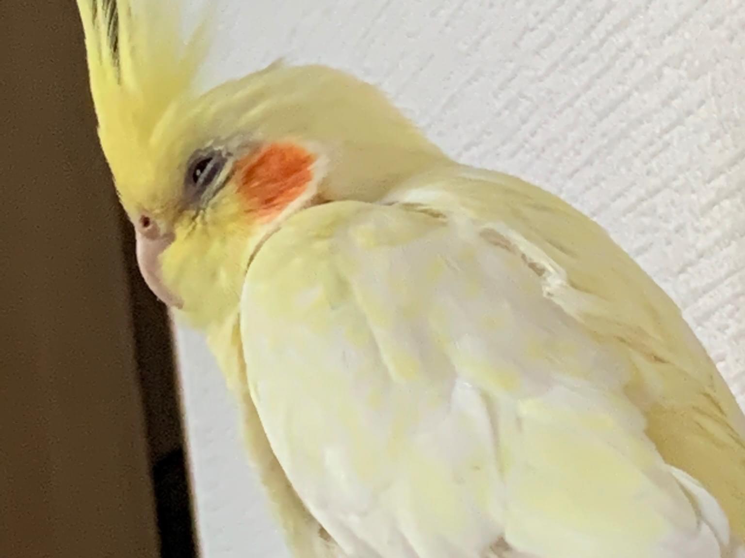 あいちゃん あいちゃん