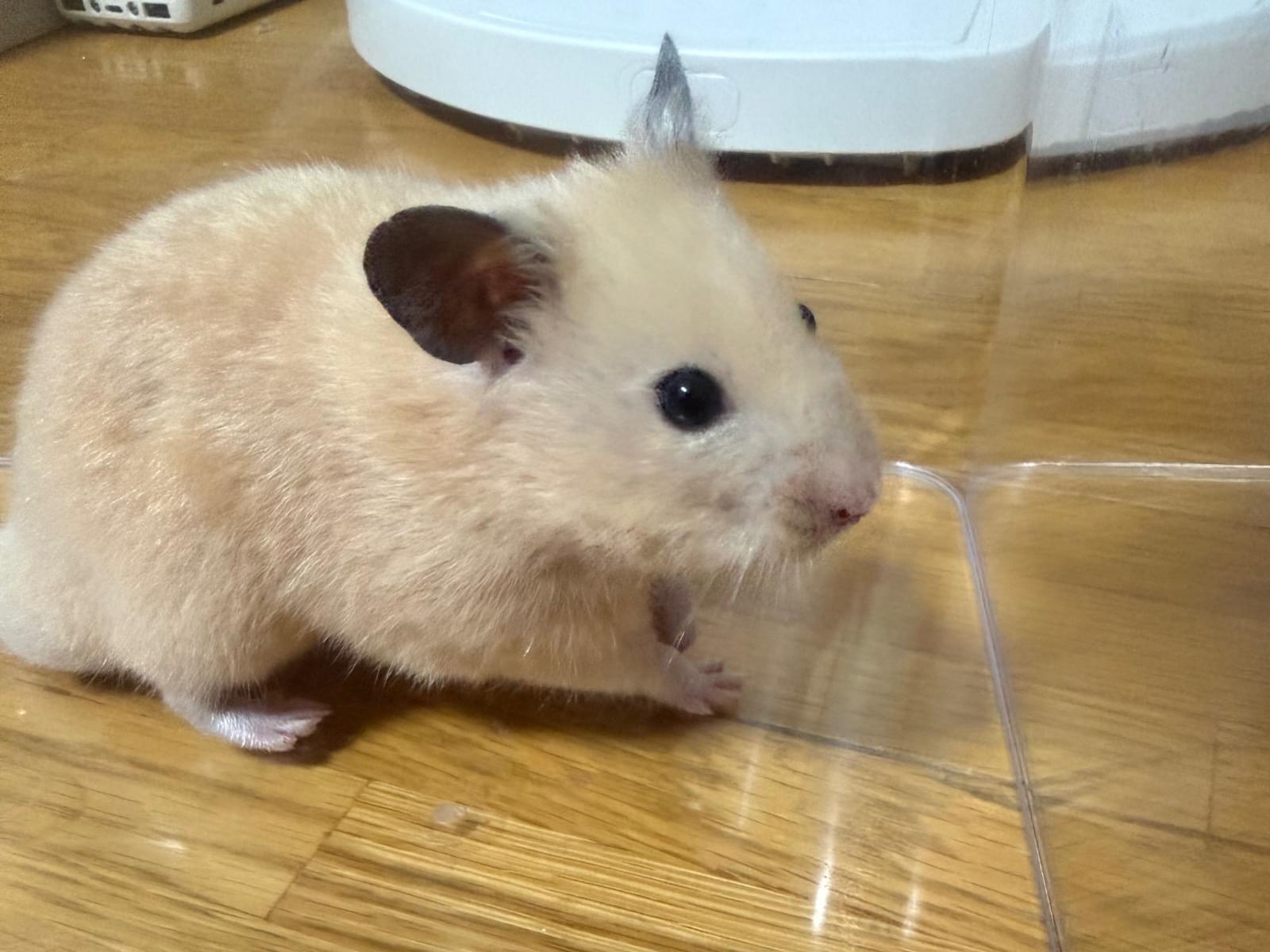 保護されたペット 保護されたペット
