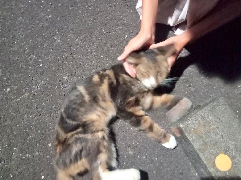 目撃された猫 目撃された猫