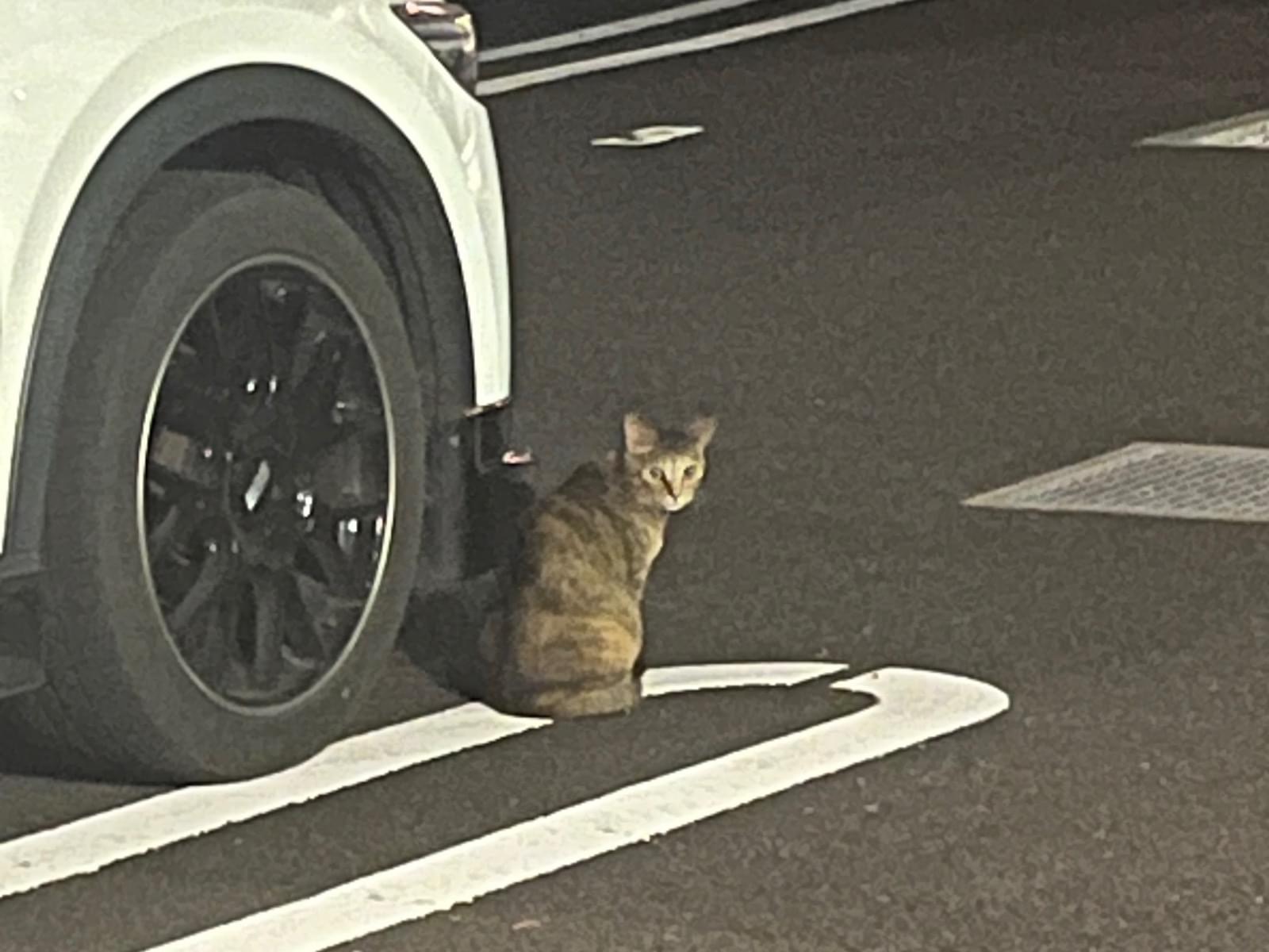 目撃された猫 目撃された猫