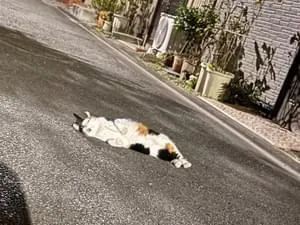 三毛猫のお散歩様専用 初代アンタレス 【公式通販】