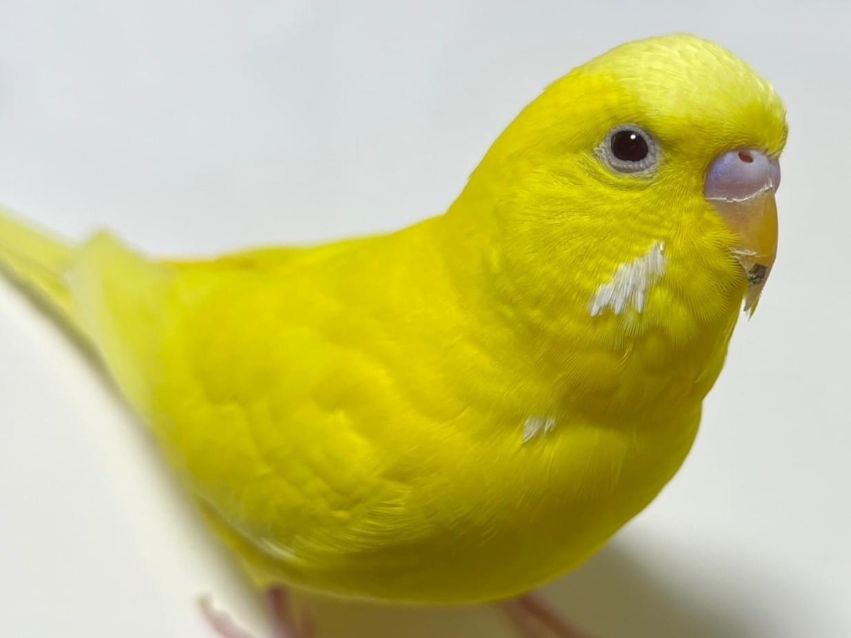 ポンちゃん ポンちゃん