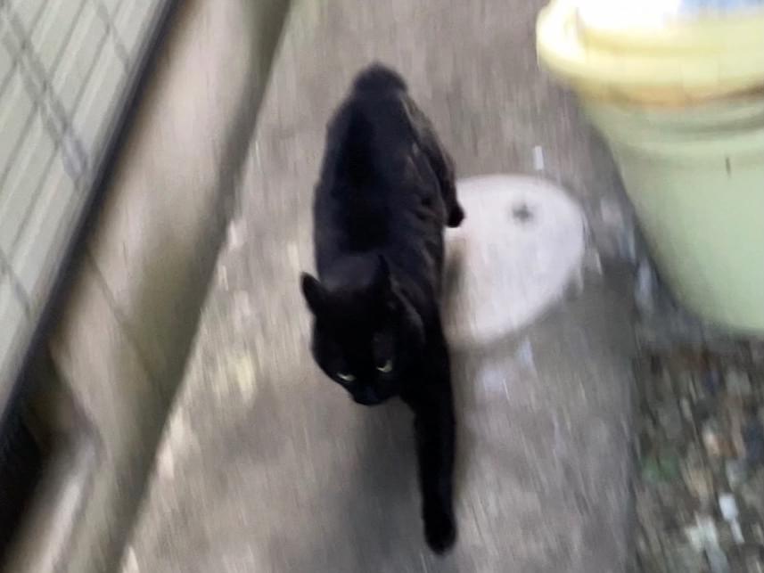 目撃された猫