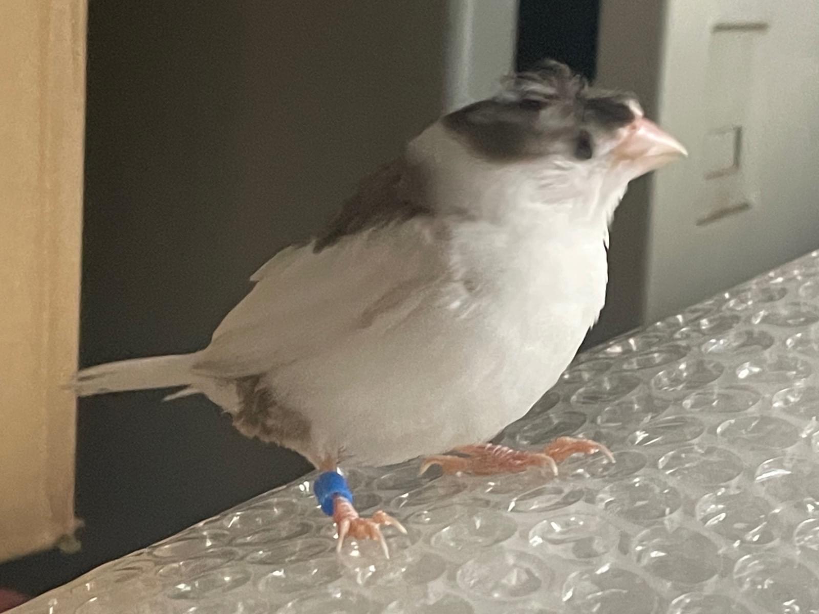 保護された鳥 保護された鳥