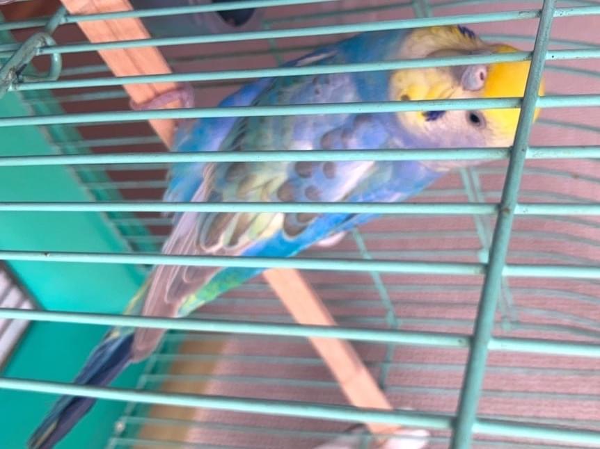 保護された鳥 保護された鳥