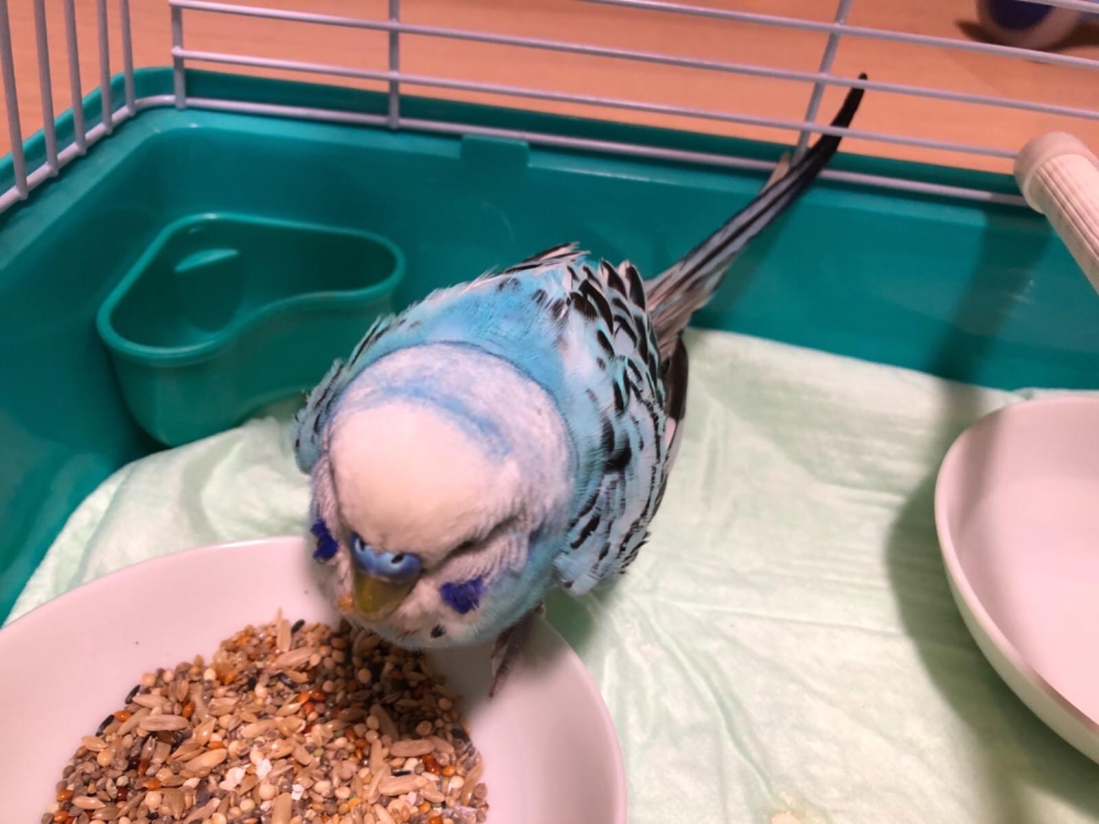 保護された鳥 保護された鳥