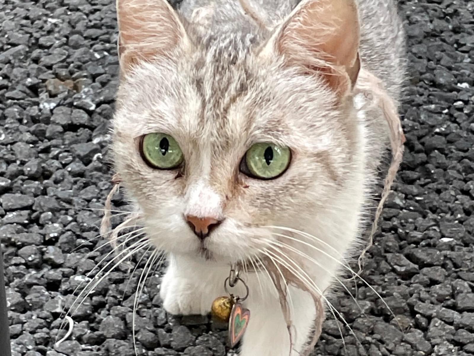 目撃された猫 目撃された猫