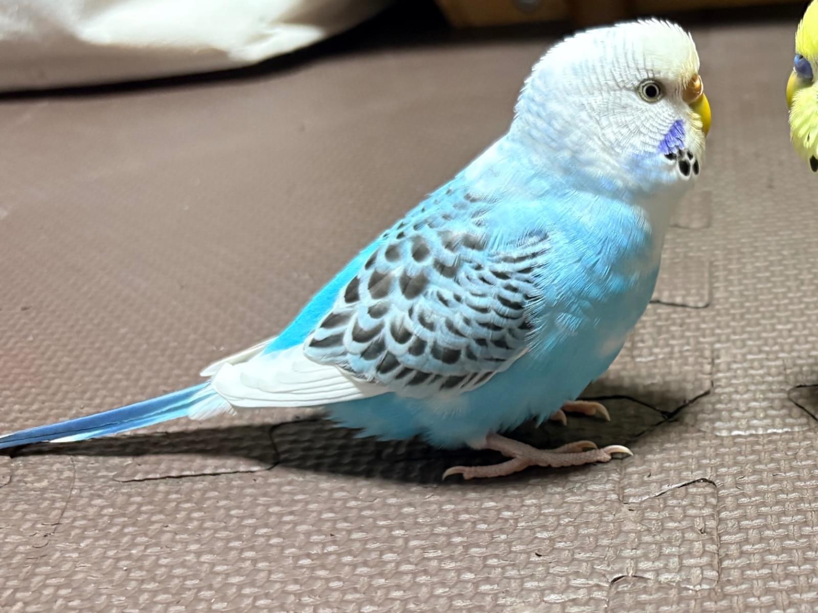 ティリちゃん ティリちゃん