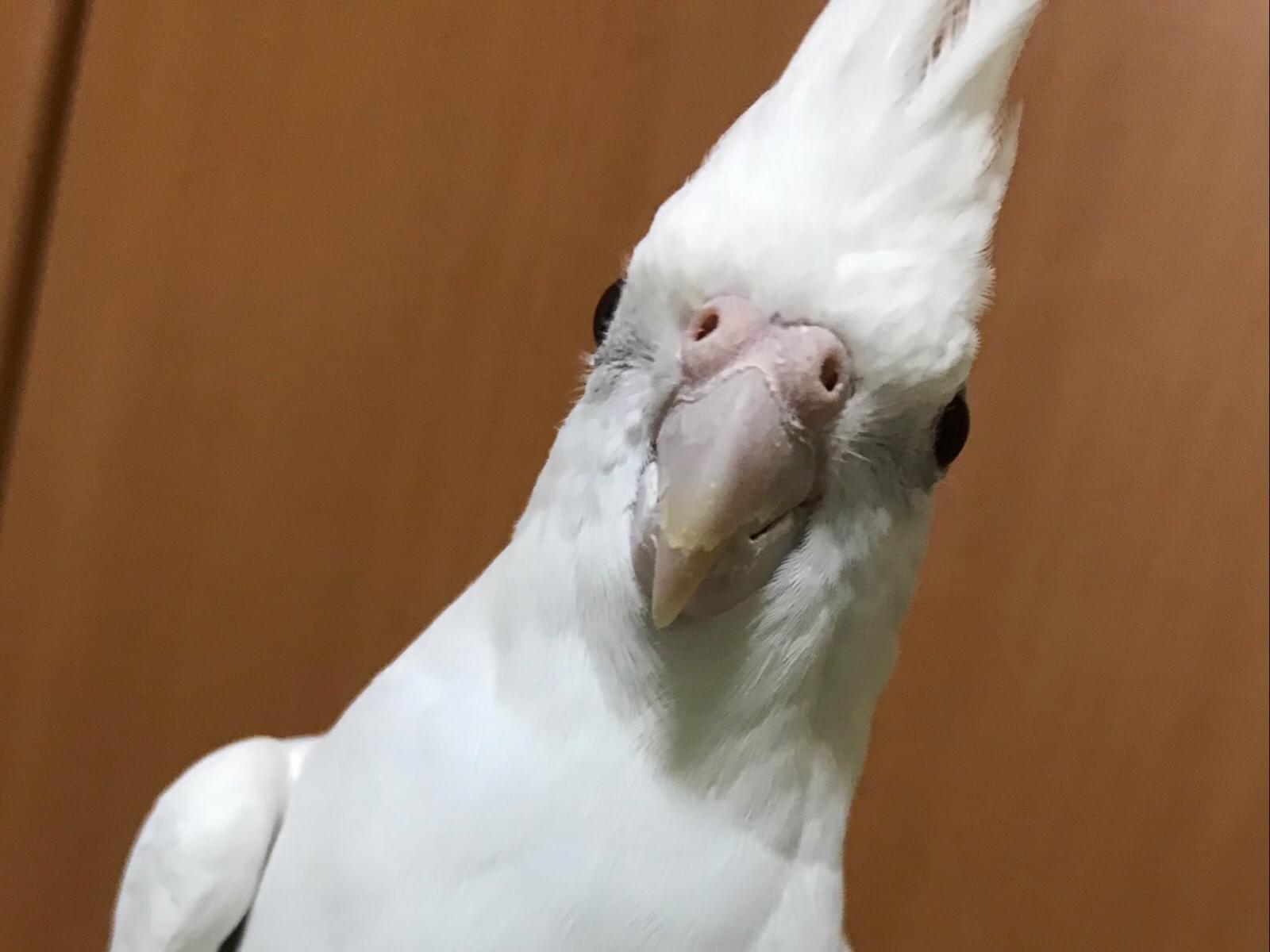 シロちゃん シロちゃん