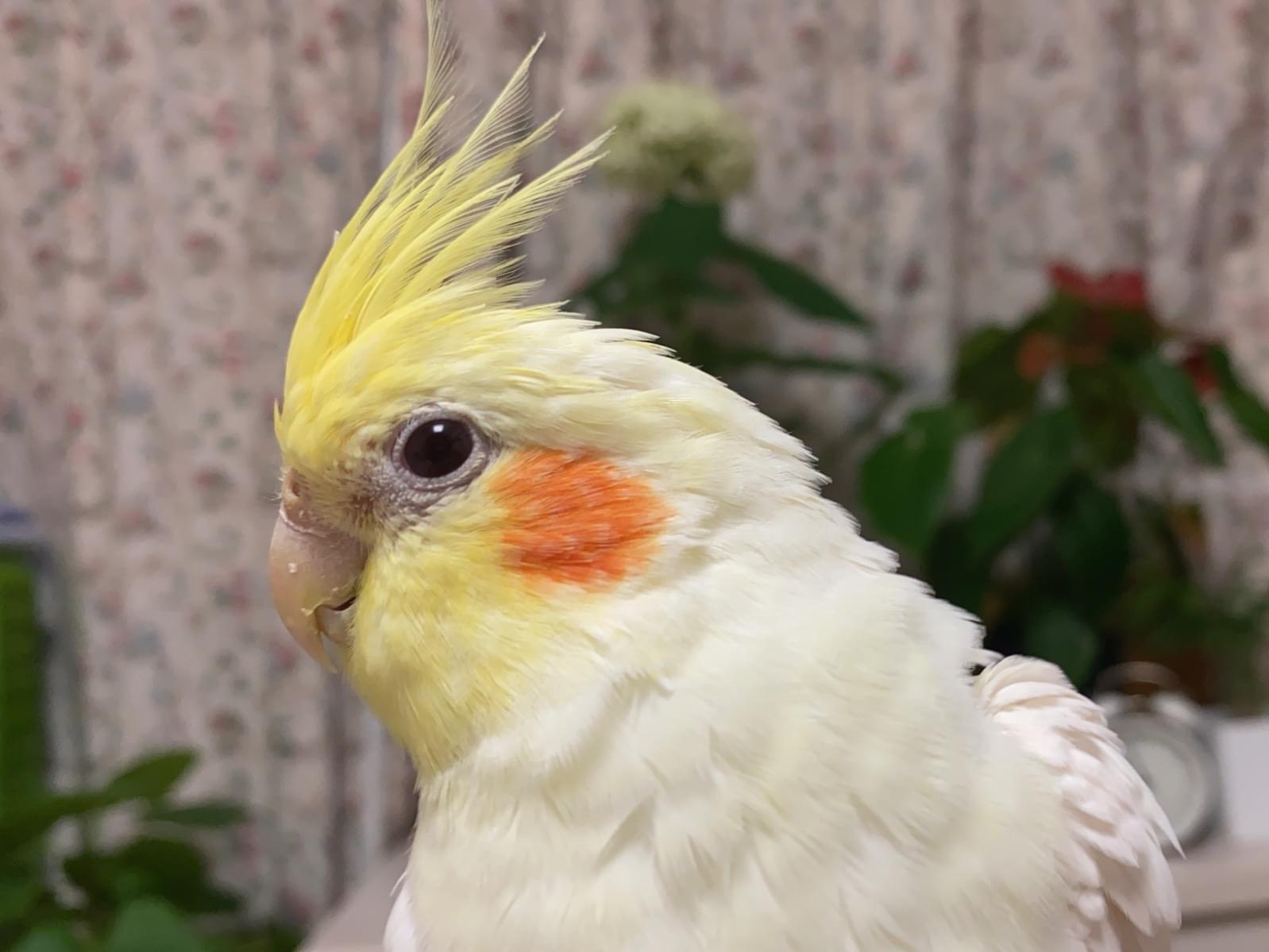 ピーちゃん ピーちゃん