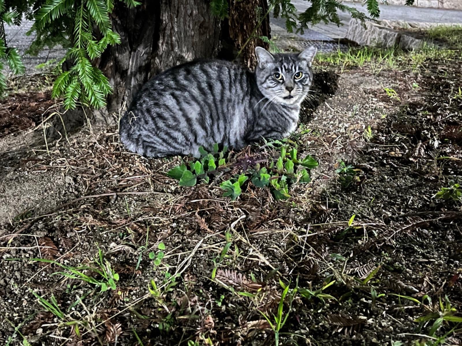 目撃された猫 目撃された猫