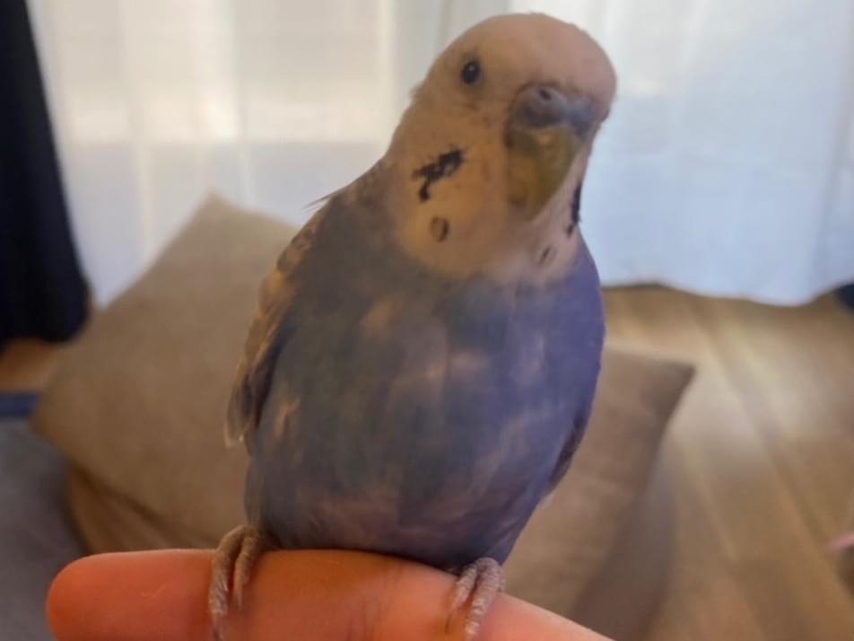 保護された鳥