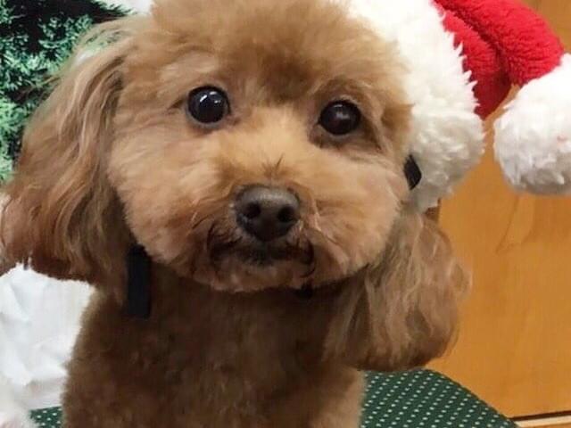 ショコラちゃん ショコラちゃん