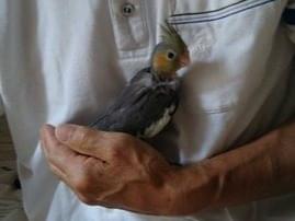 コーちゃん コーちゃん